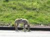 PICTURES/Wind Cave National Park/t_Mangey Coyote2.JPG